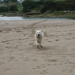 Un perro blanco corre feliz por la playa de Oyambre.