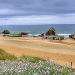 Flores lilas en primer plano en las landas playas, con restos de búnkeres de hormigón cubiertos de grafitis y el mar al fondo.