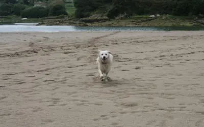 Un perro blanco corre feliz por la playa de Oyambre.