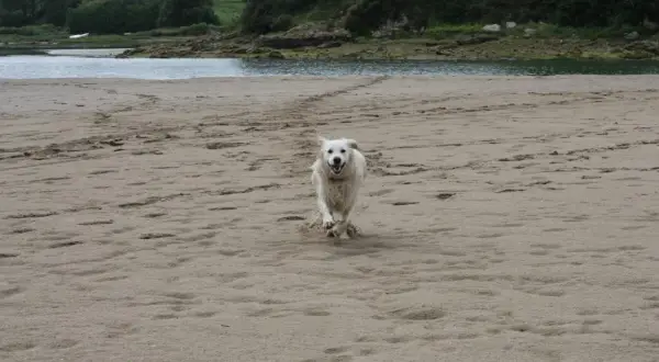 Un perro blanco corre feliz por la playa de Oyambre.