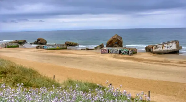 Flores lilas en primer plano en las landas playas, con restos de búnkeres de hormigón cubiertos de grafitis y el mar al fondo.
