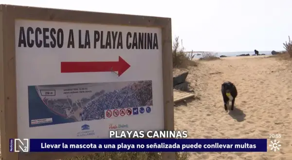 Un perro negro corre feliz por la arena con una pelota amarilla en la boca, cerca de un cartel que indica "Acceso a la Playa Canina". ¡Días perfectos para perros en la playa!