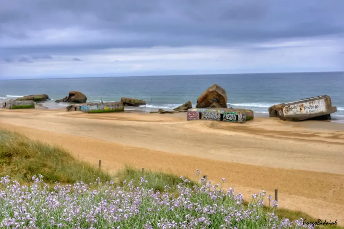 Flores lilas en primer plano en las landas playas, con restos de búnkeres de hormigón cubiertos de grafitis y el mar al fondo.