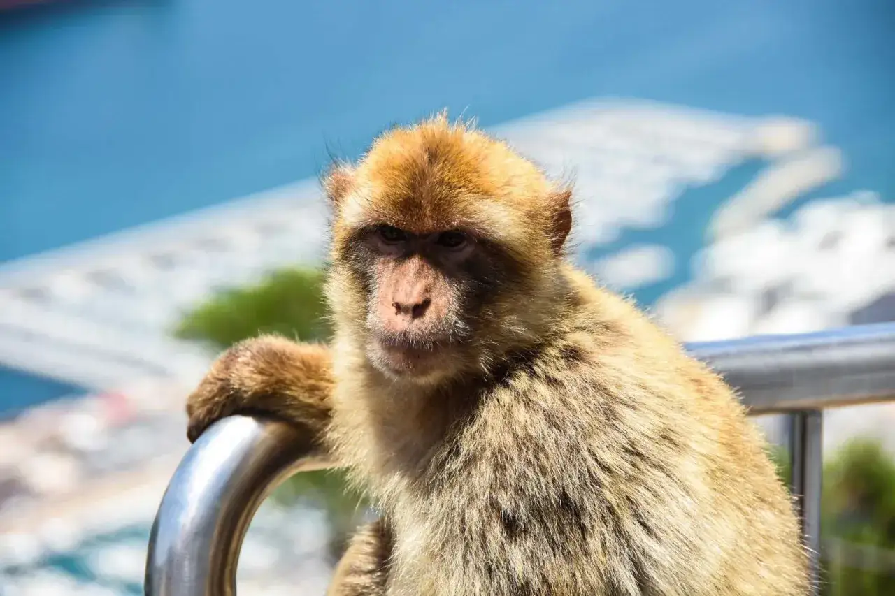 Mono de Gibraltar en el affenfelsen, cerca de la seilbahn.