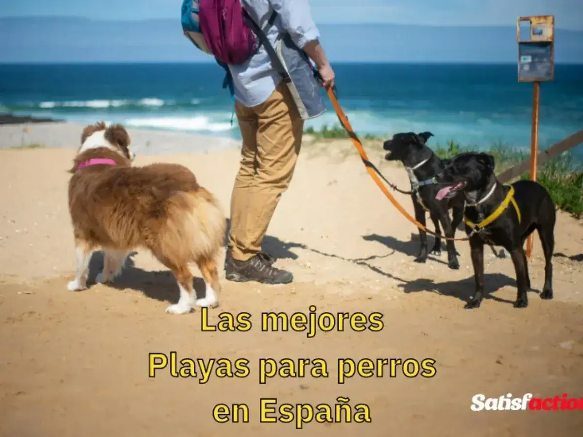 Un hombre pasea a sus perros en la playa. Disfrutan de un d&iacute;a soleado junto al mar, explorando la arena y el agua. &iexcl;Las mejores playas para perros en Espa&ntilde;a!