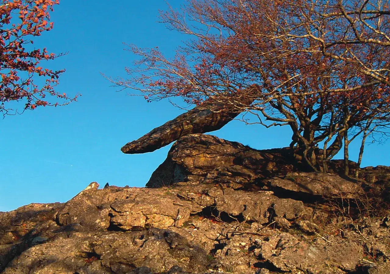 Roca desafiante en el kilómetro vertical San Donato, con un árbol de ramas secas y hojas rojizas contra el cielo azul.