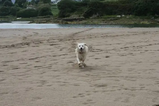 Playa de Oyambre perros - ¿Se puede ir? La verdad