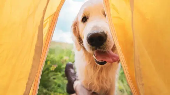 Campings en Cantabria con perro - precios y normas clave