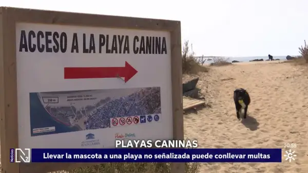 Un perro negro corre feliz por la arena con una pelota amarilla en la boca, cerca de un cartel que indica "Acceso a la Playa Canina". ¡Días perfectos para perros en la playa!